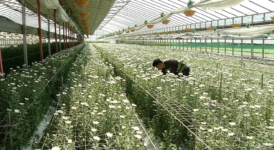 ‘충남표’ 국화로 원예농업 이끈다