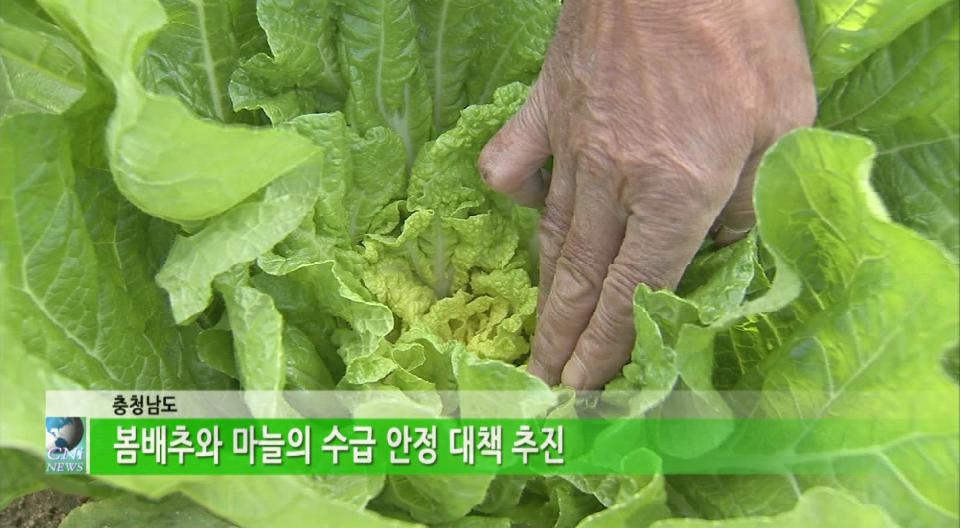 ‘풍년의 역설’ 봄배추·마늘 수급안정 추진