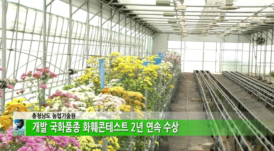 국화‘보라미’고양꽃박람회서 우수품종상