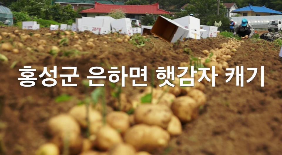 풍성한 감자수확 현장, 하지만 농민의 마음은?