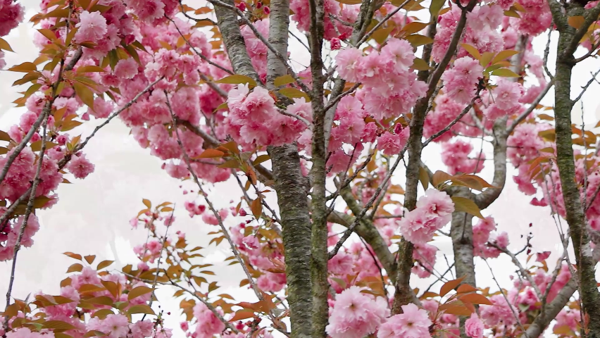 겹벚꽃 천국 당진시삼선산수목원